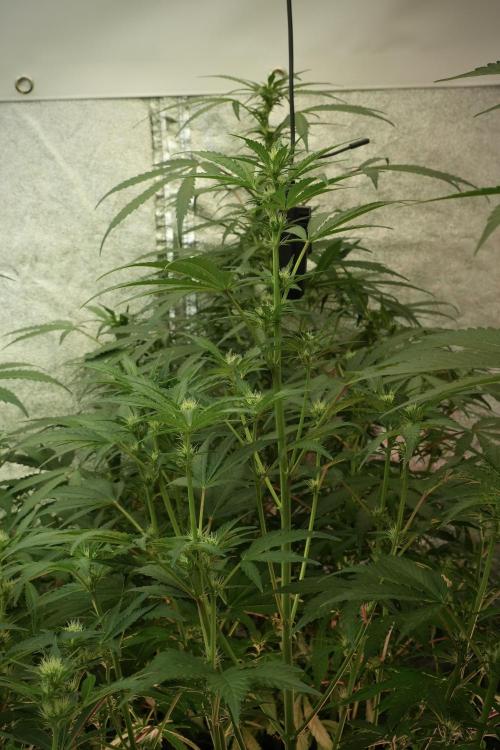 Skywalker OG Legends of the 12/12 Galaxy. Week 8 - Sky Walker OG
