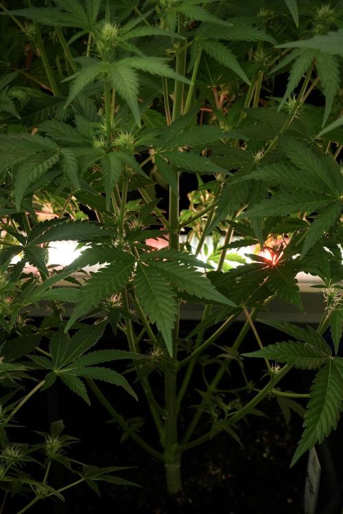 Skywalker OG Legends of the 12/12 Galaxy. Week 8 - Sky Walker OG