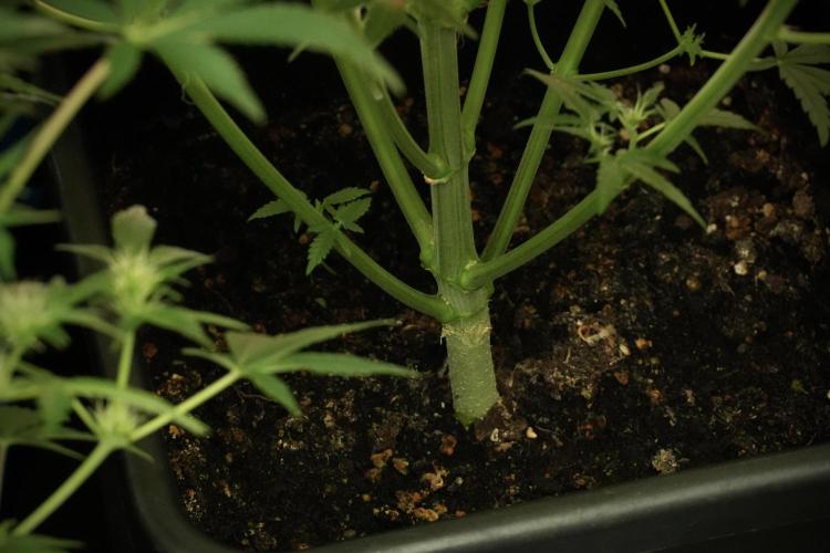 Skywalker OG Legends of the 12/12 Galaxy. Week 8 - Sky Walker OG