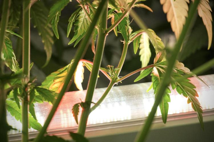Skywalker OG Legends of the 12/12 Galaxy. Week 8 - Sky Walker OG