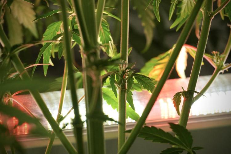 Skywalker OG Legends of the 12/12 Galaxy. Week 8 - Sky Walker OG