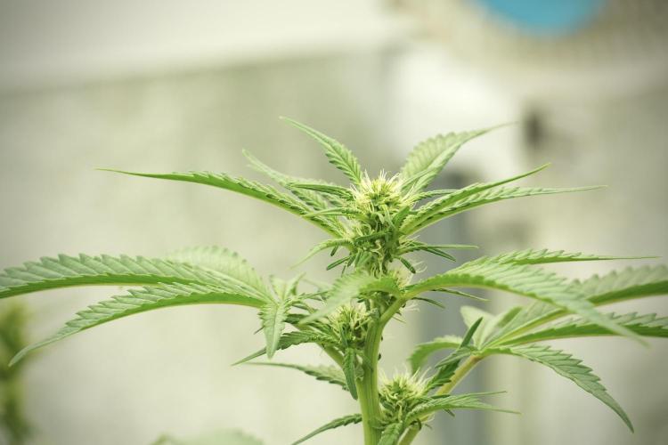 Skywalker OG Legends of the 12/12 Galaxy. Week 8 - Sky Walker OG
