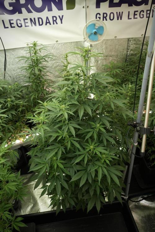 Skywalker OG Legends of the 12/12 Galaxy. Week 8 - Sky Walker OG