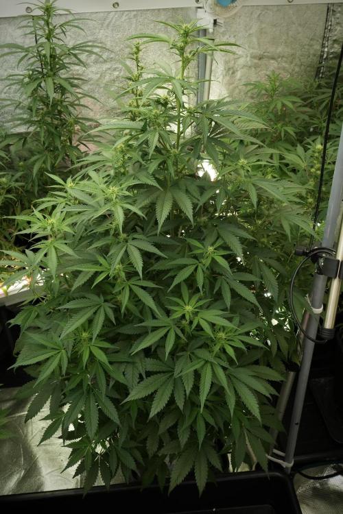 Skywalker OG Legends of the 12/12 Galaxy. Week 8 - Sky Walker OG