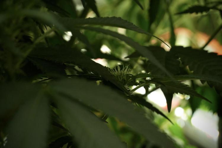 Skywalker OG Legends of the 12/12 Galaxy. Week 8 - Sky Walker OG