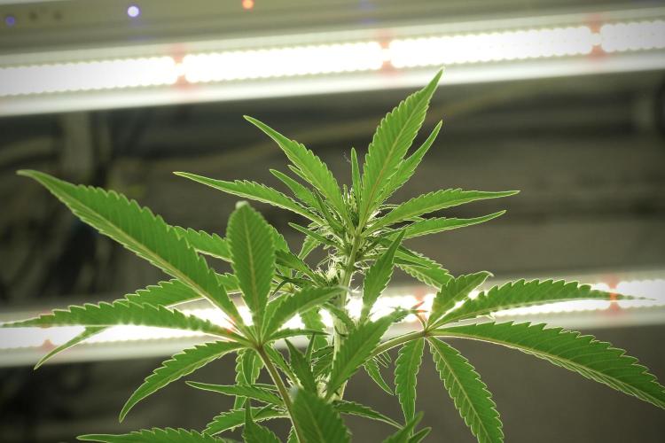 Skywalker OG Legends of the 12/12 Galaxy. Week 8 - Sky Walker OG