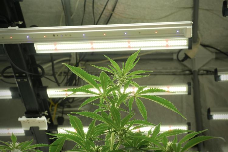 Skywalker OG Legends of the 12/12 Galaxy. Week 8 - Sky Walker OG