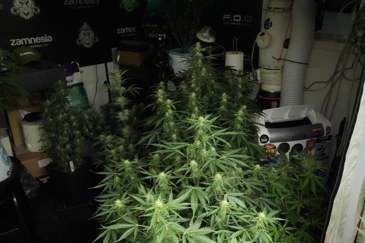 Skywalker OG Legends of the 12/12 Galaxy. Week 8 - Room and Vibes hand Watering moves 