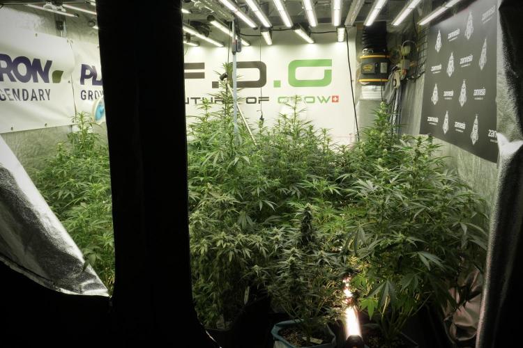 Skywalker OG Legends of the 12/12 Galaxy. Week 8 - Room and Vibes hand Watering moves 