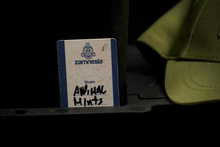 Animal Mints-Legends of the Frozen North. Week 8 - Animal Mints 