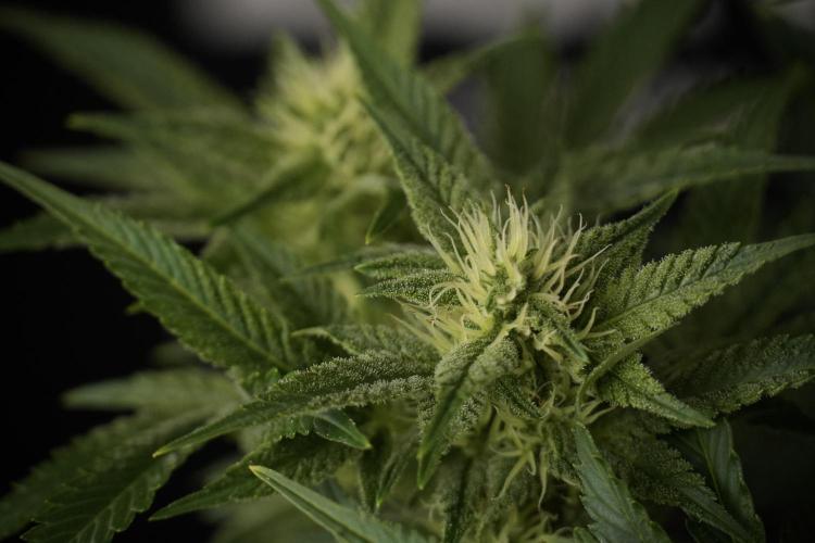 Animal Mints-Legends of the Frozen North. Week 8 - Vegged 2 weeks Animal Mints 