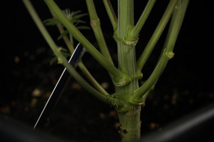 Animal Mints-Legends of the Frozen North. Week 8 - Vegged 2 weeks Animal Mints 