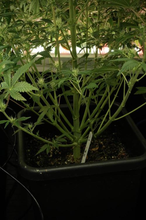 Animal Mints-Legends of the Frozen North. Week 8 -  Animal Mints 