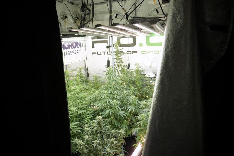 SOUR DIESEL-The Ascension of a Legend. Week 9 - Room and Vibes 