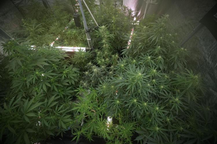 SOUR DIESEL-The Ascension of a Legend. Week 9 - Room and Vibes 