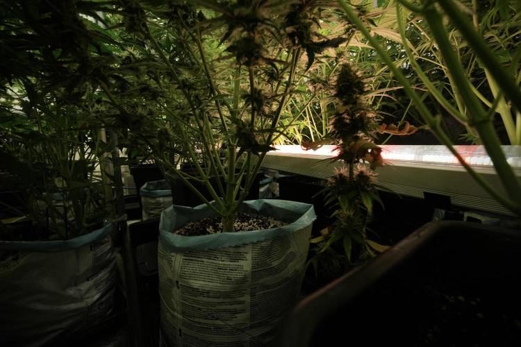 SOUR DIESEL-The Ascension of a Legend. Week 9 - Room and Vibes 