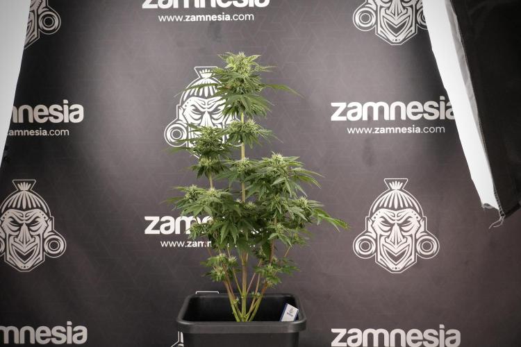 SOUR DIESEL-The Ascension of a Legend. Week 9 - Sour Diesel 