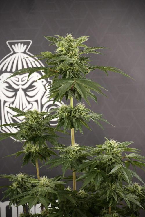SOUR DIESEL-The Ascension of a Legend. Week 9 - Sour Diesel 