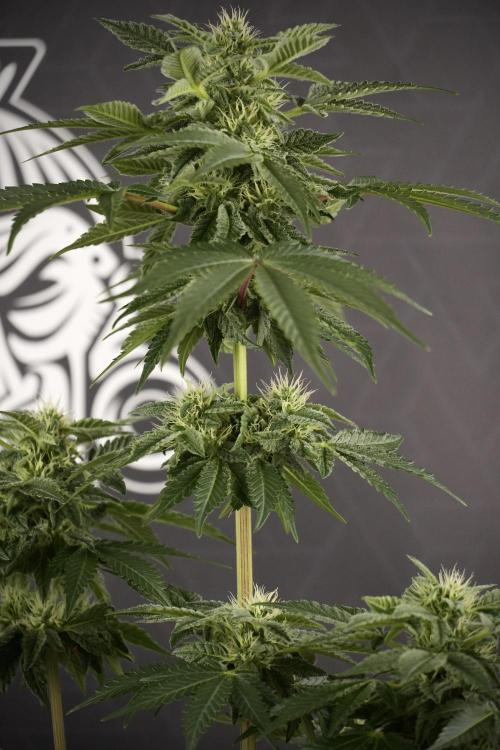 SOUR DIESEL-The Ascension of a Legend. Week 9 - Sour Diesel 