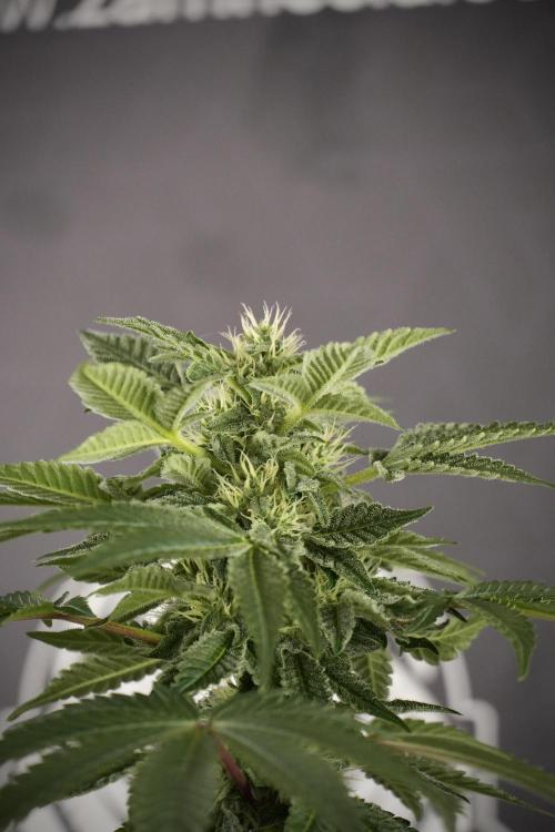 SOUR DIESEL-The Ascension of a Legend. Week 9 - Sour Diesel 