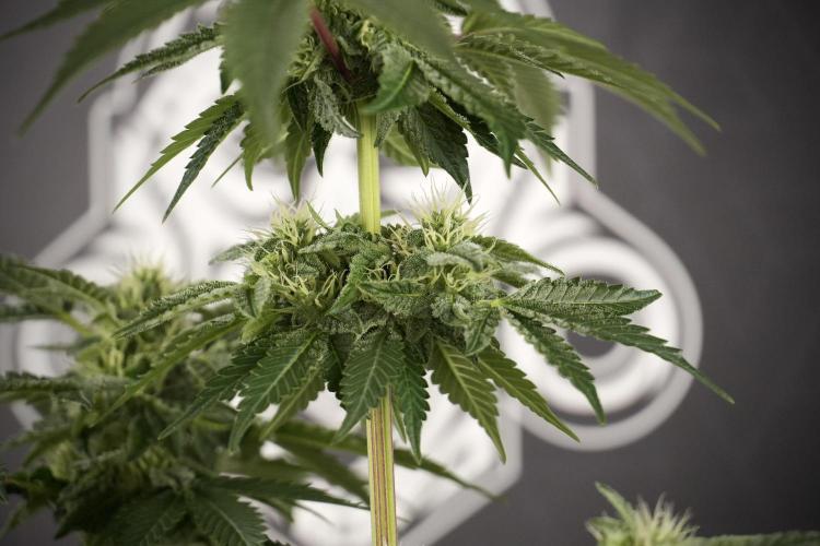 SOUR DIESEL-The Ascension of a Legend. Week 9 - Sour Diesel 