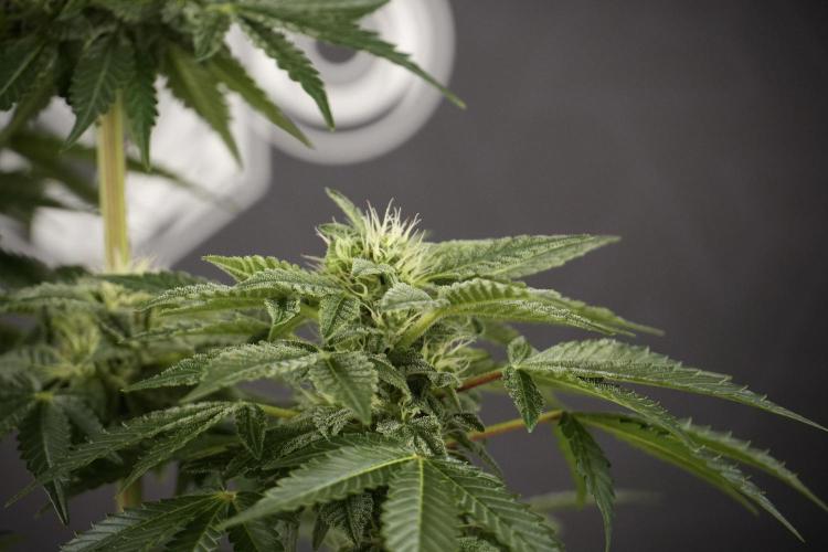 SOUR DIESEL-The Ascension of a Legend. Week 9 - Sour Diesel 