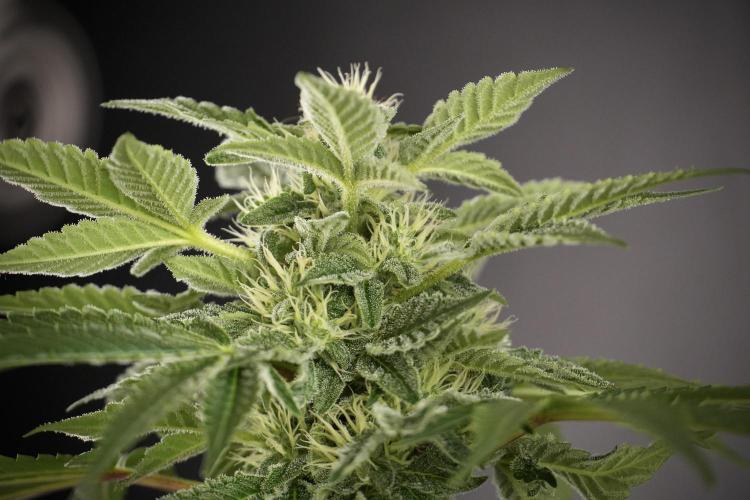 SOUR DIESEL-The Ascension of a Legend. Week 9 - Sour Diesel 