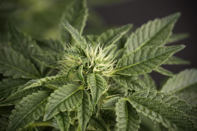 SOUR DIESEL-The Ascension of a Legend. Week 9 - Sour Diesel 