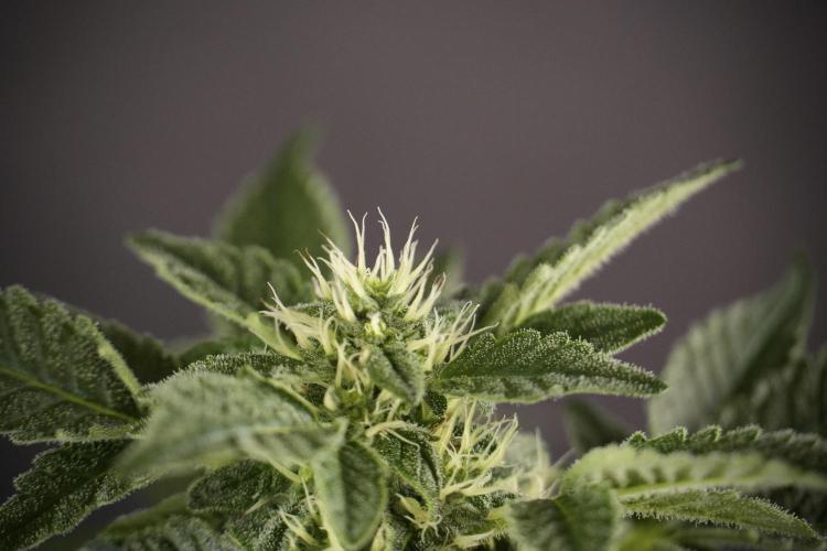 SOUR DIESEL-The Ascension of a Legend. Week 9 - Sour Diesel 