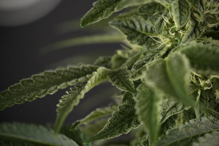 SOUR DIESEL-The Ascension of a Legend. Week 9 - Sour Diesel 