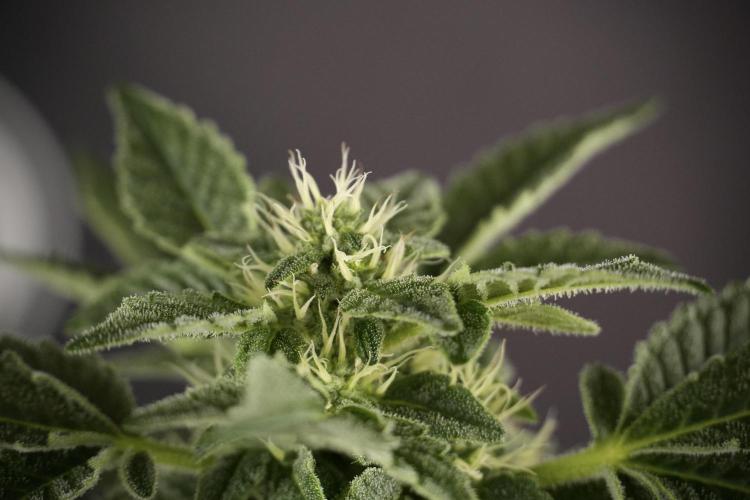 SOUR DIESEL-The Ascension of a Legend. Week 9 - Sour Diesel 
