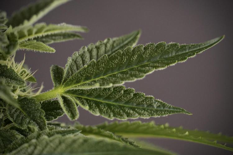 SOUR DIESEL-The Ascension of a Legend. Week 9 - Sour Diesel 