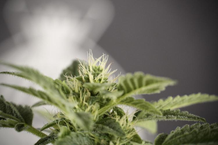 SOUR DIESEL-The Ascension of a Legend. Week 9 - Sour Diesel 