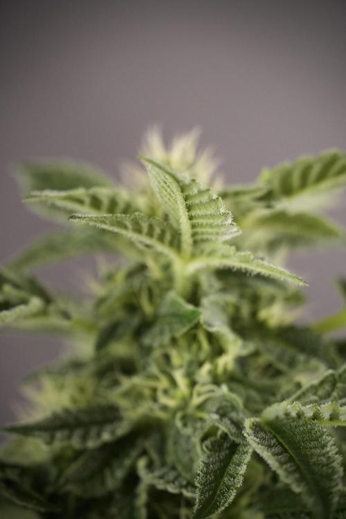SOUR DIESEL-The Ascension of a Legend. Week 9 - Sour Diesel 
