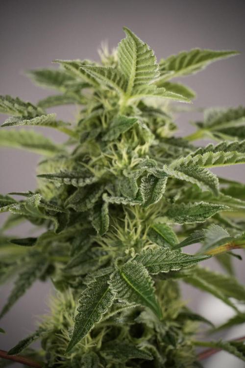 SOUR DIESEL-The Ascension of a Legend. Week 9 - Sour Diesel 