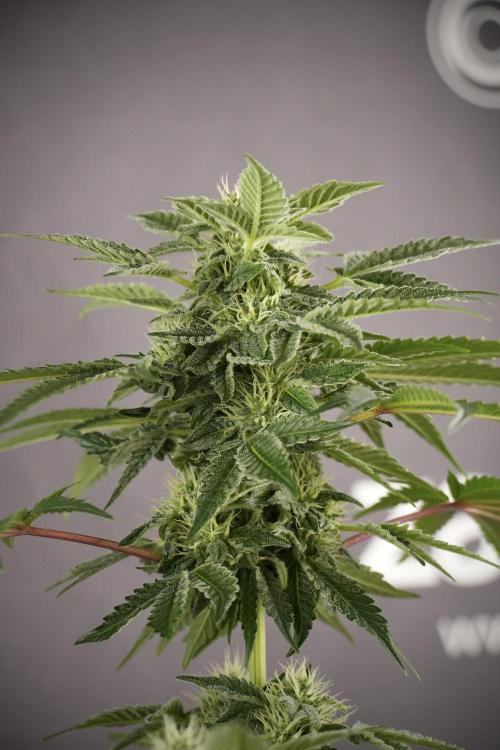 SOUR DIESEL-The Ascension of a Legend. Week 9 - Sour Diesel 