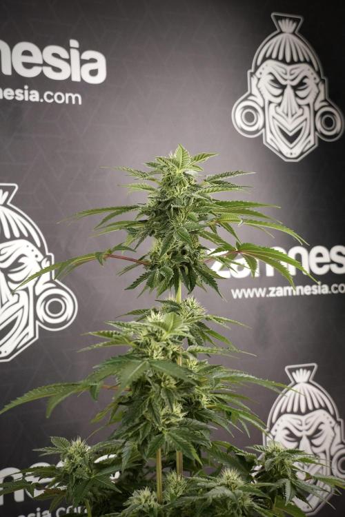 SOUR DIESEL-The Ascension of a Legend. Week 9 - Sour Diesel 