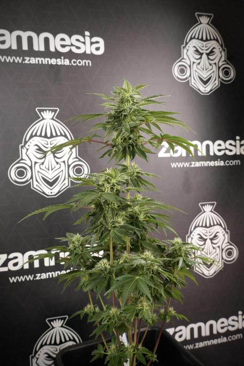 SOUR DIESEL-The Ascension of a Legend. Week 9 - Sour Diesel 