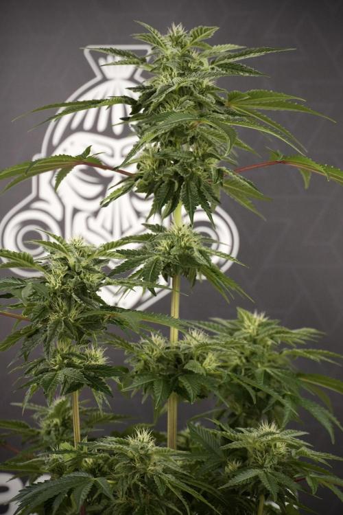SOUR DIESEL-The Ascension of a Legend. Week 9 - Sour Diesel 