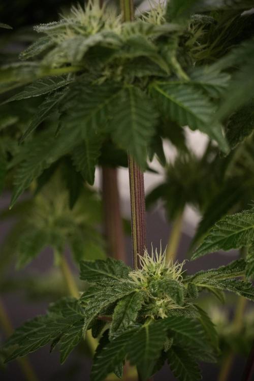 SOUR DIESEL-The Ascension of a Legend. Week 9 - Sour Diesel 