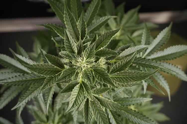 SOUR DIESEL-The Ascension of a Legend. Week 9 - Sour Diesel 