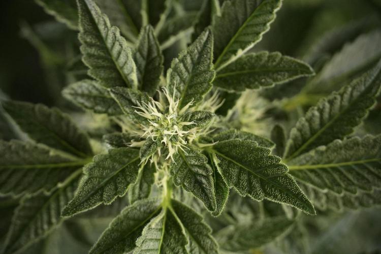 SOUR DIESEL-The Ascension of a Legend. Week 9 - Sour Diesel 