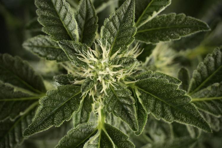 SOUR DIESEL-The Ascension of a Legend. Week 9 - Sour Diesel 