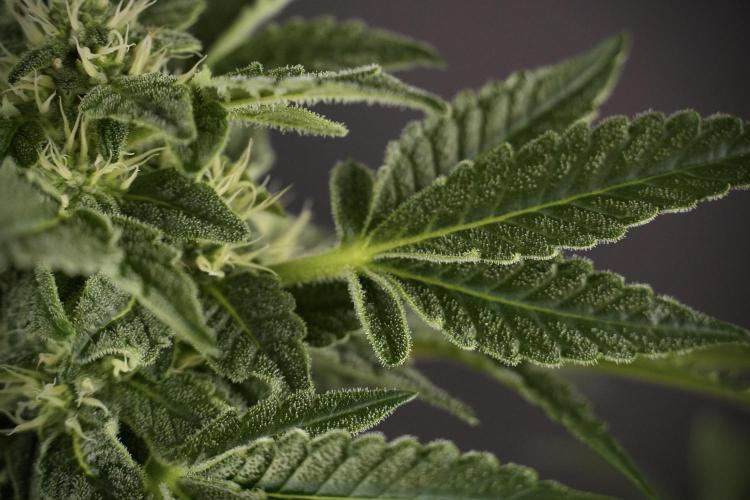 SOUR DIESEL-The Ascension of a Legend. Week 9 - Sour Diesel 
