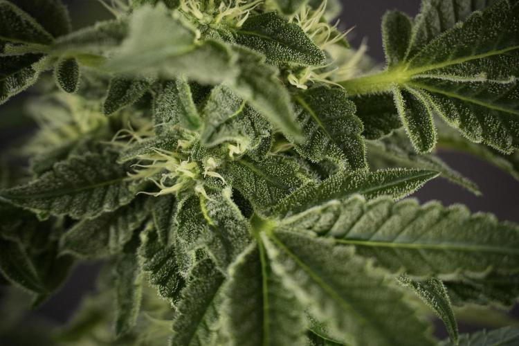 SOUR DIESEL-The Ascension of a Legend. Week 9 - Sour Diesel 