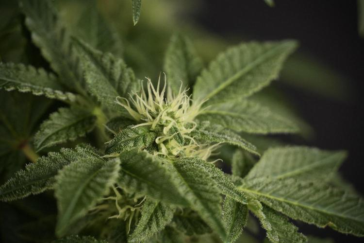 SOUR DIESEL-The Ascension of a Legend. Week 9 - Sour Diesel 