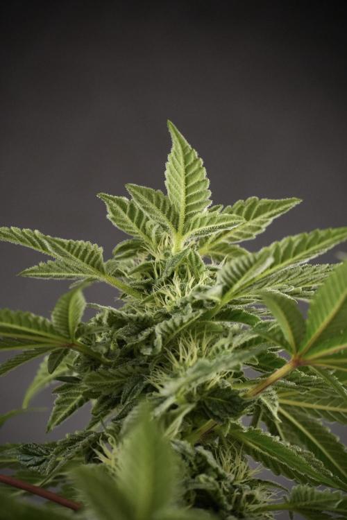 SOUR DIESEL-The Ascension of a Legend. Week 9 - Sour Diesel 