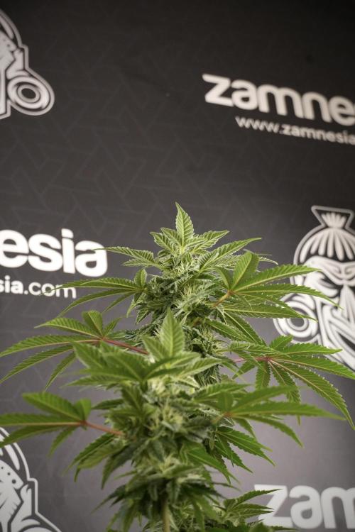 SOUR DIESEL-The Ascension of a Legend. Week 9 - Sour Diesel 