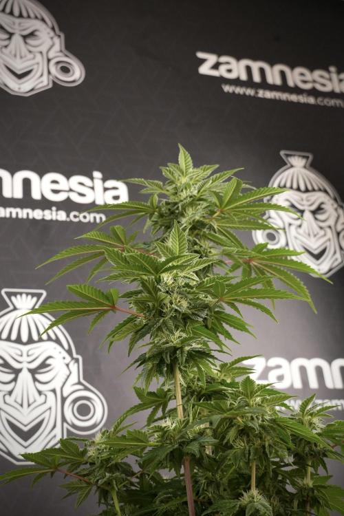 SOUR DIESEL-The Ascension of a Legend. Week 9 - Sour Diesel 
