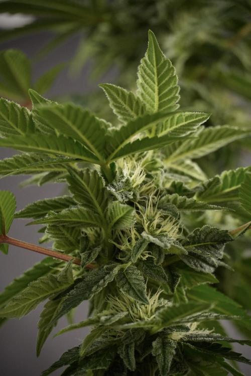 SOUR DIESEL-The Ascension of a Legend. Week 9 - Sour Diesel 